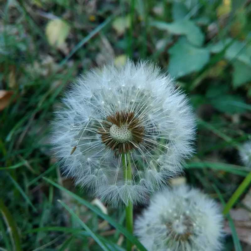 Naturaleza Cesga